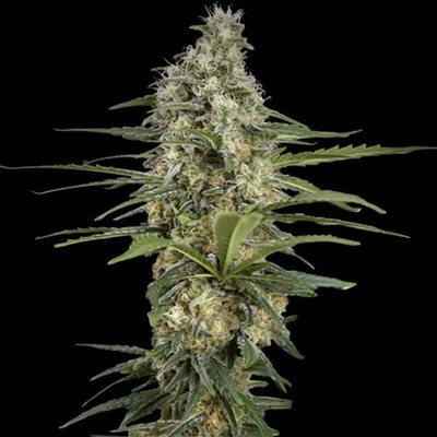 Spliff Seeds Mint Runtz Auto semienka neobsahujú THC 3 ks