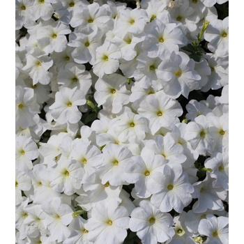 Petúnie Cascata White F1 - Petunia x atkinsiana - semena petúnie - 10 ks