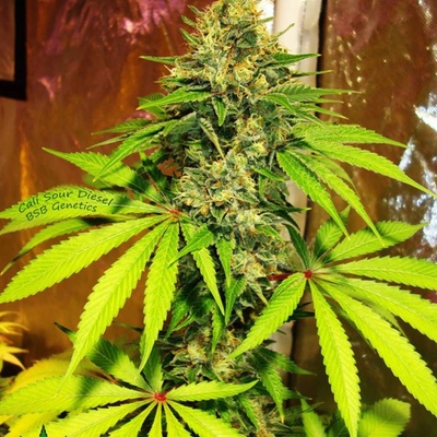 BSBs Cali Connection Sour Diesel semienka neobsahujú THC 1 ks