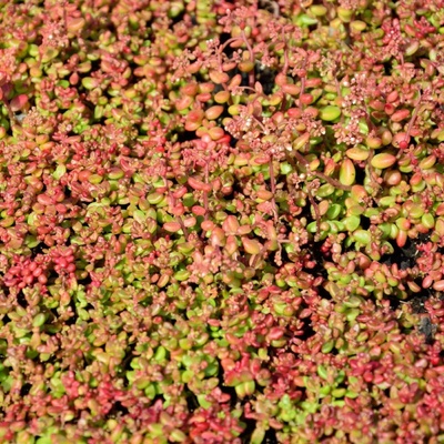 GREENBOSS FLOWER Rozchodník - 'Coral carpet' Průměr květináče: 9 až 12 cm