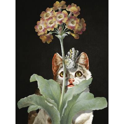 Plagát, Obraz - Feline Focus, Marja van den, 30 × 40 cm