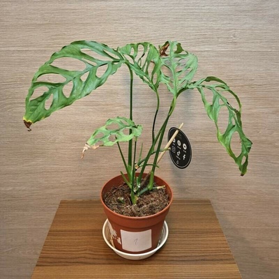 Monstera Obliqua Peru č1