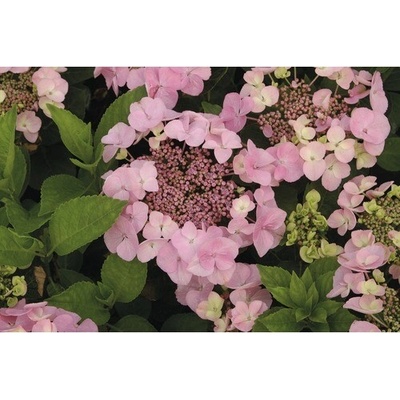 Hortenzia veľkolistá ružová FloraSelf Hydrangea macrophylla výška 30-40 cm kvetináč 5 l