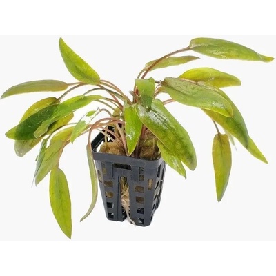 Cryptocoryne moehlmannii