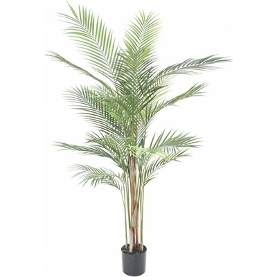 Areca palma, 120cm