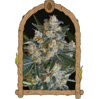 Exotic Seeds Lemon Candy semena neobsahují THC 3 ks