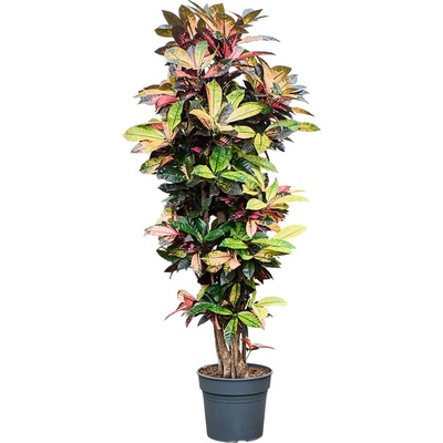 Croton (codiaeum) variegatum iceton 34x190 cm