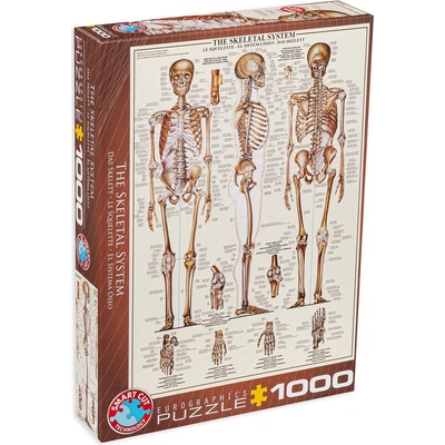EUROGRAPHICS Пъзел Eurographics от 1000 части - Костна система (60003970)