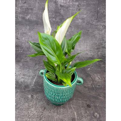 Spathiphyllum Pearl Cupido 7 cm (lopatkovec)