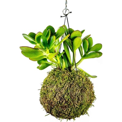 Gardners Kokedama Crassula (XL) Krasule, Tlustice, Strom života 1 ks