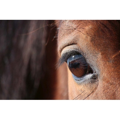 DIMEX ART Флизелинов фототапет конско око 375 x 250 см