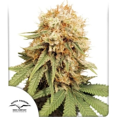 Dutch Passion White Widow semena neobsahují THC 3 ks – Zboží Dáma