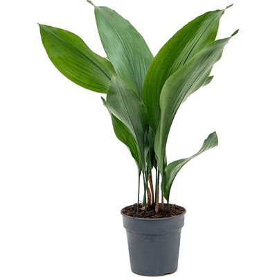 Gardners Aspidistra Elatior, průměr 15 cm Kořenokvětka – Zboží Dáma