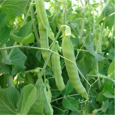 Hrach cukrový Ambrosia - Pisum sativum - semená - 50 ks