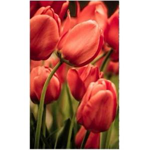 DIMEX ART Флизелинов фототапет червени лалета 150 x 250 см