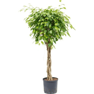 Ficus benjamina columnar Stem 22/19 v120
