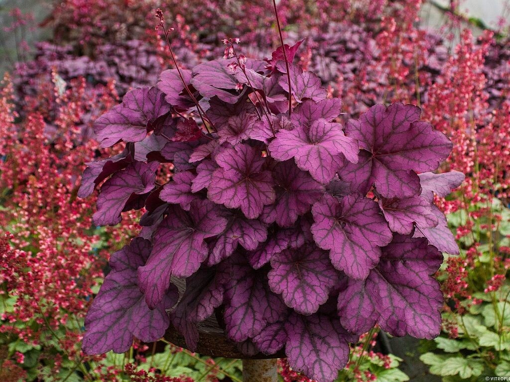 Heuchera Wild Rose