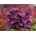 Heuchera Wild Rose