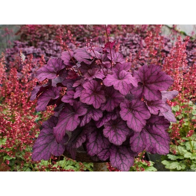 Heuchera Wild Rose