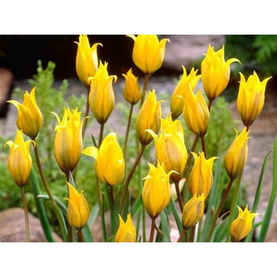 Tulipán Sylvestris 7 ks v balení