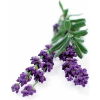 Click and Grow® sadenice Levanduľa 3ks