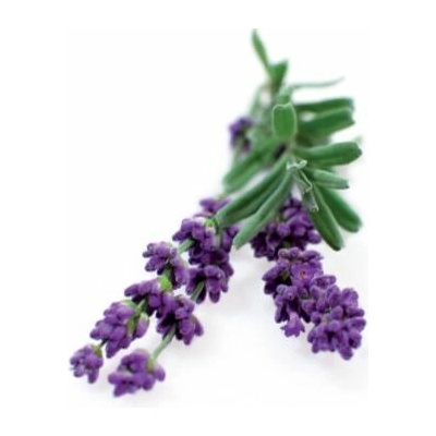 Click and Grow® sadenice Levanduľa 3ks