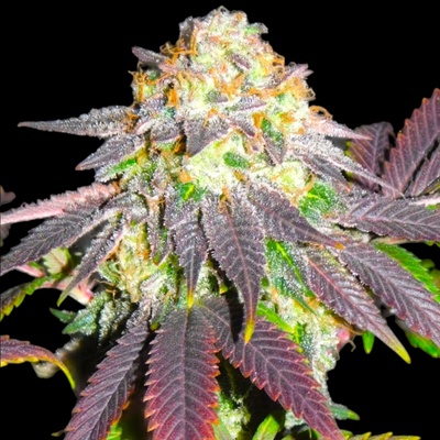B-S-B Genetics Mimosa semienka neobsahujú THC 1 ks