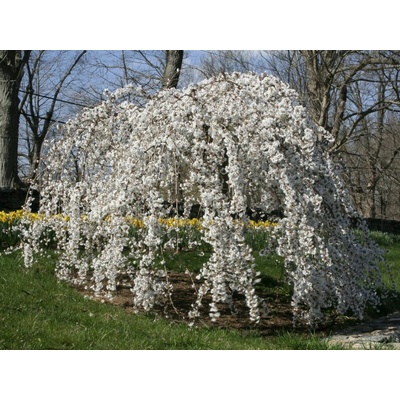 Judášovec kanadský Vanilla Twist rozvetvený, výška 200-220 cm, kvetináč 25 l