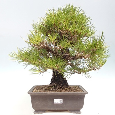 e-bonsai Venkovní bonsai - Pinus thunbergii - Borovice thunbergova