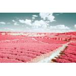 DIMEX ART Флизелинов фототапет инфрачервен пейзаж 375 x 250 см