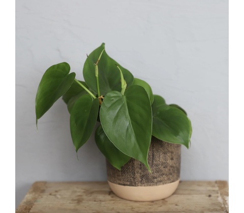 Philodendron Scandens