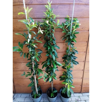 Vavrínovec lekársky (Prunus laurocerasus ´Genolia´) veľkosť 160-200cm