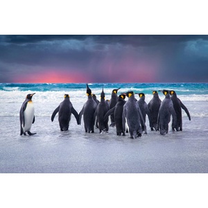 DIMEX ART Флизелинов фототапет пингвини на фолкландските острови 375 x 250 см