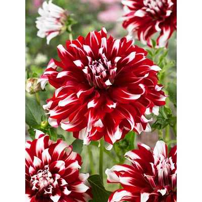 Jiřina 'X Factor' 1 ks