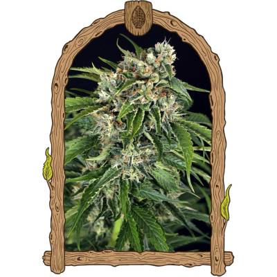 Exotic Seeds Sir Jack Pure AUTO CBD semena neobsahují THC 3 ks