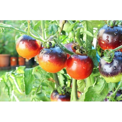 Paradajka kolíková Indigo Rose - Solanum lycopersicum - Predaj semien rajčiaka - 7 ks