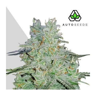 Auto Seeds Amnesia Haze Auto semienka neobsahujú THC 5 ks