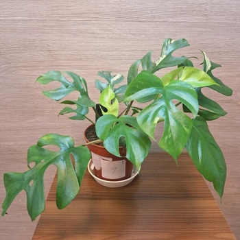 pflanze sansevieria Bogenhanf Sansevieria zeylanica bessere Raumluft Zimmerpflanze main image 0