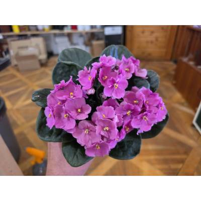 PlantBros flower Africká fialka-Saintpaulia ionantha Farba: Ružová