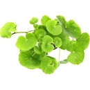 Dennerle Plant Elixir Basic 500 ml