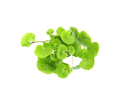Dennerle Plant Elixir Basic 500 ml