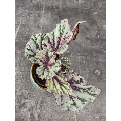 Begonia Spirit of Bali mini