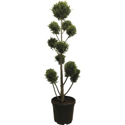 Cyprusovec leylandský PonPon FloraSelf Cupressocyparis leylandii 'Castlewelland Gold' výška 130 cm