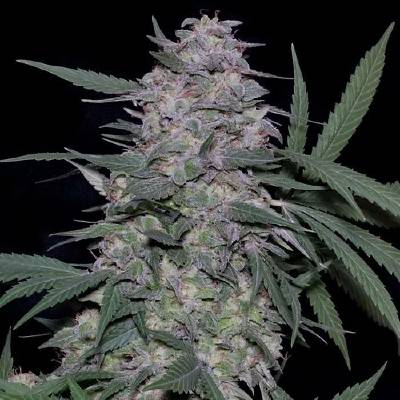 Don Avalanche Seeds Don Mac 1 semena neobsahují THC 5 ks