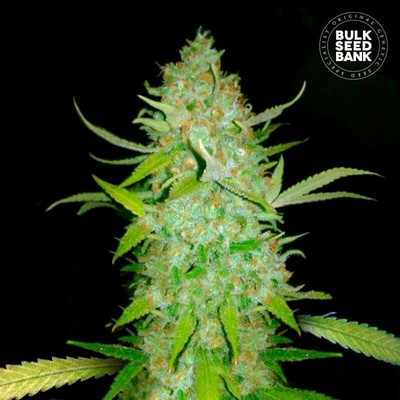 Bulk Seed Bank AUTO AK semena neobsahují THC 10 ks