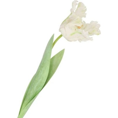 Biely tulipán Silk Tulip White - 64 cm - daan kromhout
