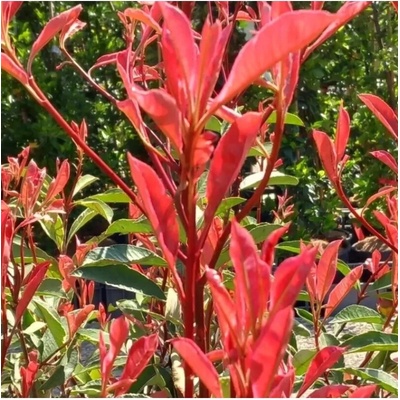 Photinia fraseri Pink Marble km.120cm C18L