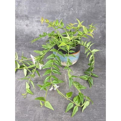 Hoya Bella 12 cm – Zboží Dáma