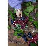 Byon Чиния за сервиране Grape (5228625407)