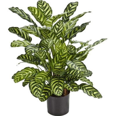 Umelá rastlina Calathea zelená 78 cm